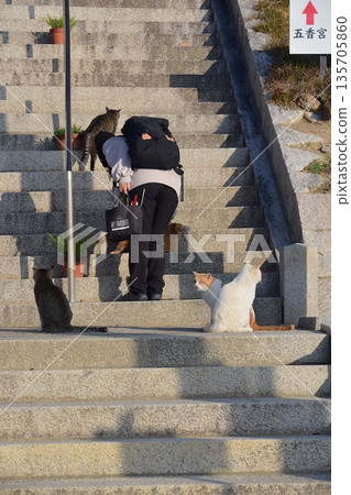 Regional cat 135705860