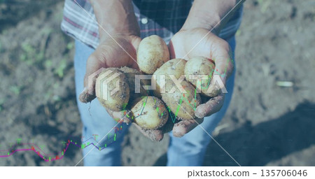 Farmer harvesting freshly dug potatoes showing dark soil in tilled field with market chart overlay Farmer harvesting freshly dug potatoes showing dark soil in tilled field with market chart overlay 135706046