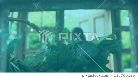 Featuring lush green potted plant thriving in sunroom near wooden windows, light casting teal hues Featuring lush green potted plant thriving in sunroom near wooden windows, light casting teal hues 135706159