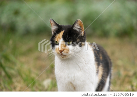 Calico cat with green eyes looking at camera Calico cat with green eyes looking at camera 135706519