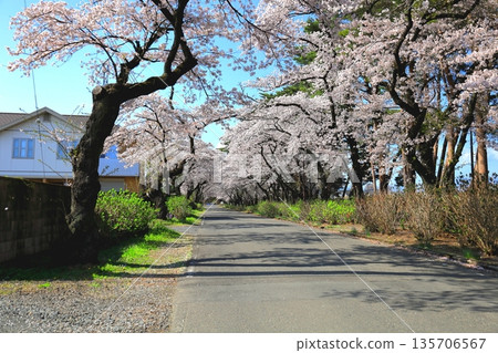栃木縣那須鹽原市烏日森公園西側的櫻花樹 栃木縣那須鹽原市烏日森公園西側的櫻花樹 135706567