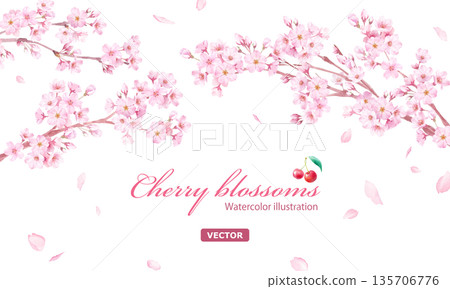 Watercolor illustration of cherry blossoms and falling petals. Arched frame design. Background. (Vector) Watercolor illustration of cherry blossoms and falling petals. Arched frame design. Background. (Vector) 135706776