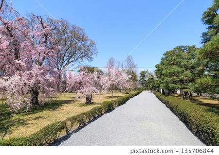 京都二條城（京都府京都市中京區）的垂枝櫻花盛開 135706844