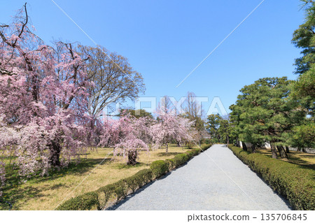 京都二條城(京都府京都市中京區)的垂枝櫻花盛開 京都二條城(京都府京都市中京區)的垂枝櫻花盛開 135706845