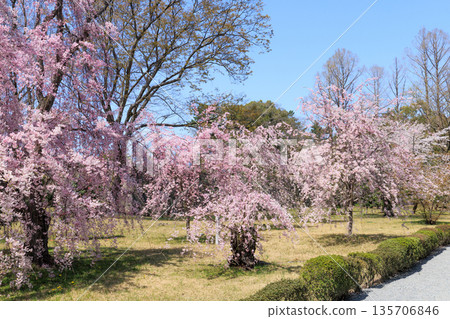 京都二條城(京都府京都市中京區)的垂枝櫻花盛開 京都二條城(京都府京都市中京區)的垂枝櫻花盛開 135706846
