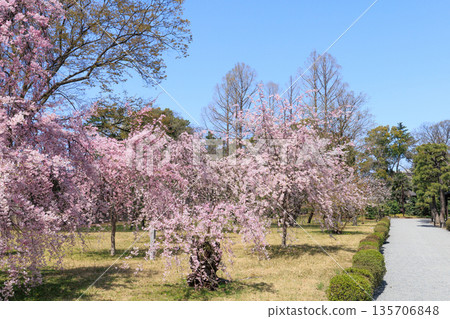 京都二條城（京都府京都市中京區）的垂枝櫻花盛開 135706848