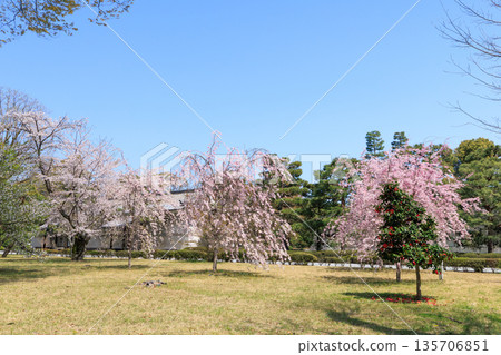 京都二條城（京都府京都市中京區）的垂枝櫻花盛開 135706851