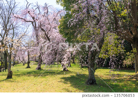 Weeping cherry trees in full bloom at Nijo Castle in Kyoto (Nakagyo Ward, Kyoto City, Kyoto Prefecture) 135706853