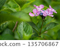 Pink hydrangea flowers are blooming Pink hydrangea flowers are blooming 135706867