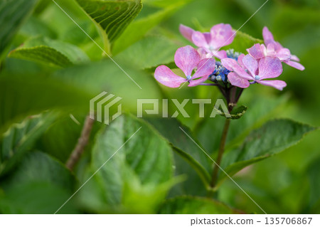 Pink hydrangea flowers are blooming 135706867