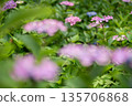 Pink hydrangea flowers are blooming Pink hydrangea flowers are blooming 135706868