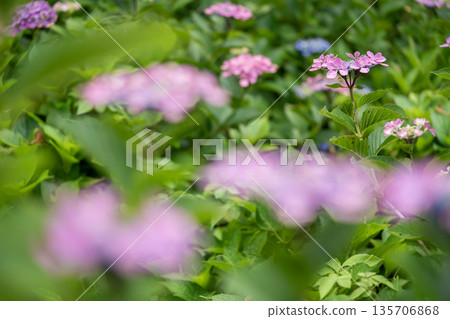 Pink hydrangea flowers are blooming 135706868