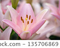 Beautiful pink lily flower Beautiful pink lily flower 135706869