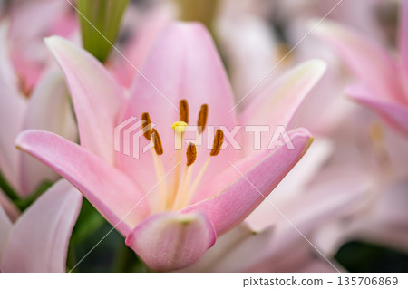 Beautiful pink lily flower 135706869