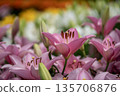 Beautiful pink lily flowers Beautiful pink lily flowers 135706876