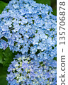 Blue hydrangea Blue hydrangea 135706878