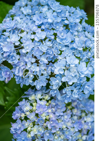 Blue hydrangea 135706878