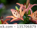 Pink lilies are blooming Pink lilies are blooming 135706879