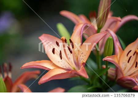 Pink lilies are blooming Pink lilies are blooming 135706879