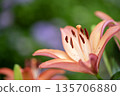 Pink lilies are blooming Pink lilies are blooming 135706880