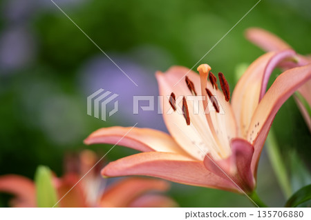 Pink lilies are blooming 135706880