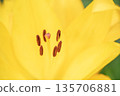 Up of yellow lily flowers Up of yellow lily flowers 135706881