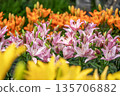 Colorful lily flowers Colorful lily flowers 135706882