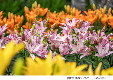 Colorful lily flowers 135706882