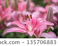 Beautiful pink lily flowers Beautiful pink lily flowers 135706883