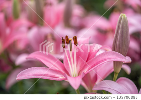 Beautiful pink lily flowers Beautiful pink lily flowers 135706883