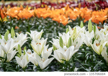 White lily flower 135706884