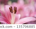 Pink lily flower Pink lily flower 135706885