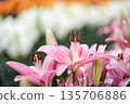 Pink lily flower Pink lily flower 135706886