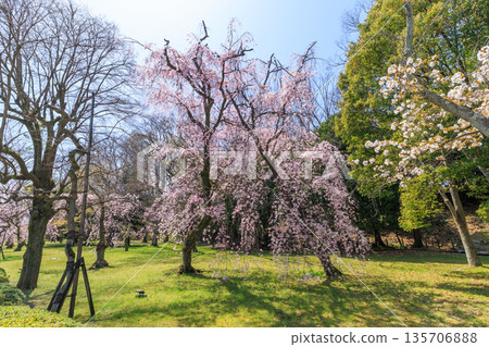 京都二條城(京都府京都市中京區)的垂枝櫻花盛開 京都二條城(京都府京都市中京區)的垂枝櫻花盛開 135706888