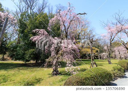 Weeping cherry trees in full bloom at Nijo Castle in Kyoto (Nakagyo Ward, Kyoto City, Kyoto Prefecture) Weeping cherry trees in full bloom at Nijo Castle in Kyoto (Nakagyo Ward, Kyoto City, Kyoto Prefecture) 135706890