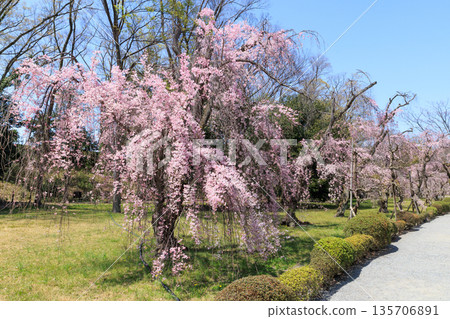 京都二條城（京都府京都市中京區）的垂枝櫻花盛開 135706891