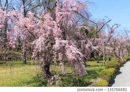 京都二條城(京都府京都市中京區)的垂枝櫻花盛開 京都二條城(京都府京都市中京區)的垂枝櫻花盛開 135706892
