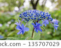Blue hydrangea Blue hydrangea 135707029