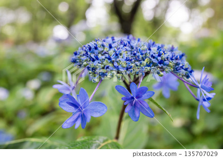 Blue hydrangea 135707029