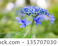 Blue forehead hydrangea Blue forehead hydrangea 135707030