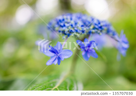 Blue forehead hydrangea 135707030