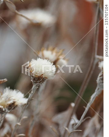 Fluffy flower 135707104