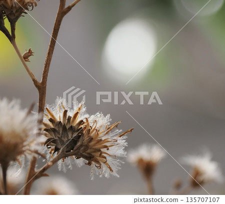 枯萎的花 枯萎的花 135707107