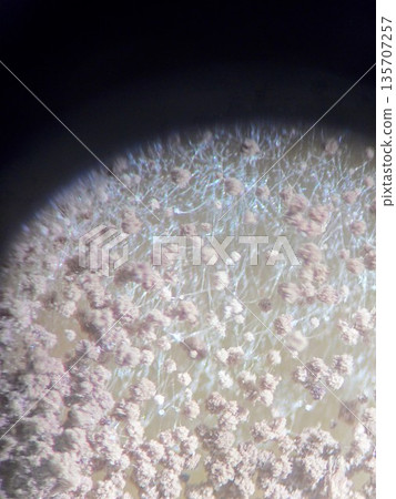 A stereomicroscope of the black Aspergillus oryzae that makes Awamori A stereomicroscope of the black Aspergillus oryzae that makes Awamori 135707257