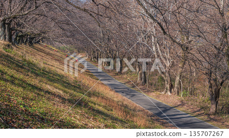 Sewari embankment, Yawata City, Kyoto Prefecture Sewari embankment, Yawata City, Kyoto Prefecture 135707267