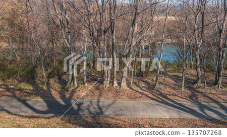 京都府八幡市宇治川河床森林，瀨川堤岸 135707268