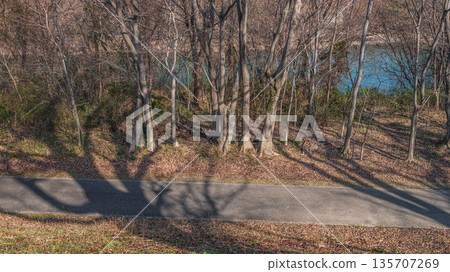 京都府八幡市宇治川河床森林，瀨川堤岸 135707269