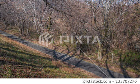 京都府八幡市宇治川河床森林，瀨川堤岸 135707270