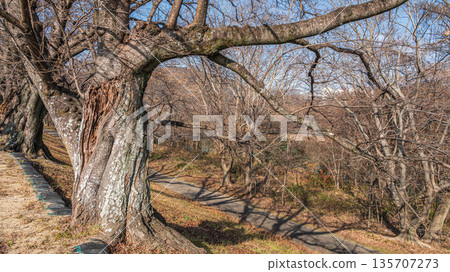 京都府八幡市冬季瀨割裡堤防 135707273