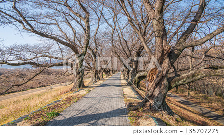 京都府八幡市冬季瀨割裡堤防 135707275